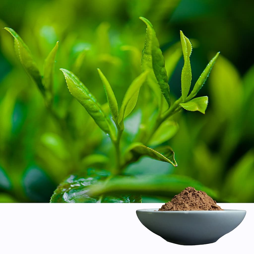 tea Extract Credit Ingredients4u